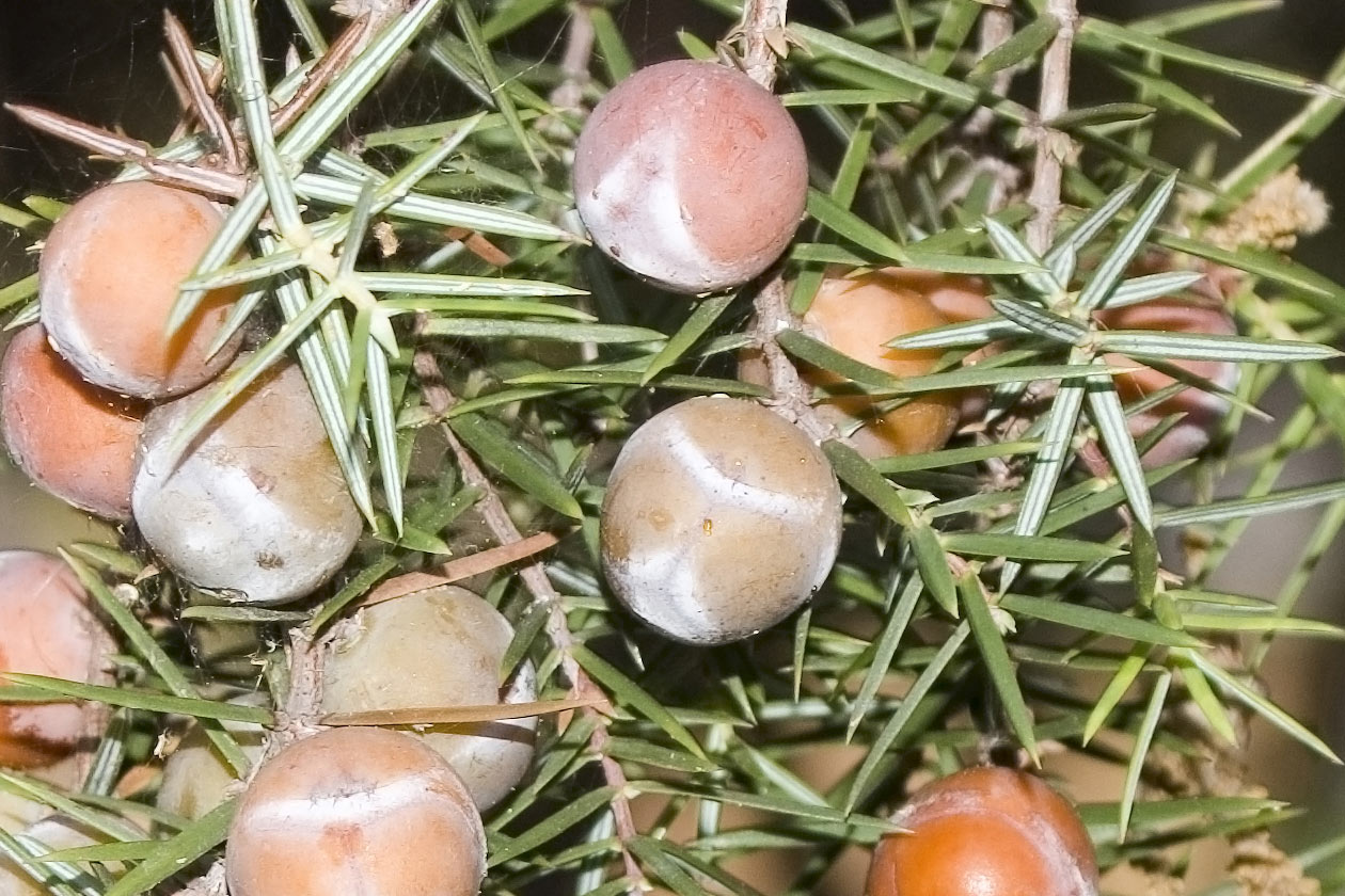 Juniperus oxycedrus - Ginepro rosso